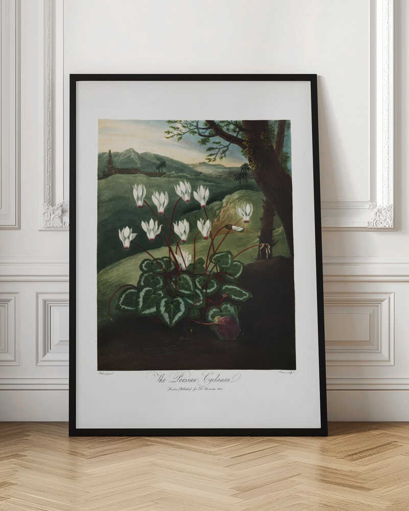 The Persian Cyclamen from The Temple of Flora (1807)