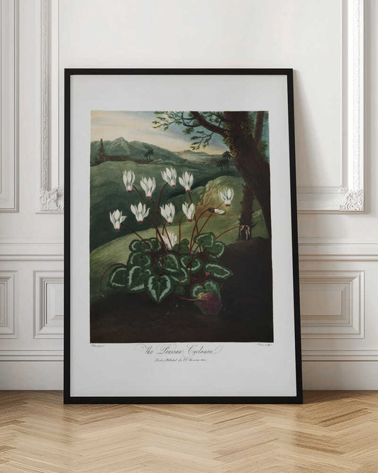 The Persian Cyclamen from The Temple of Flora (1807)
