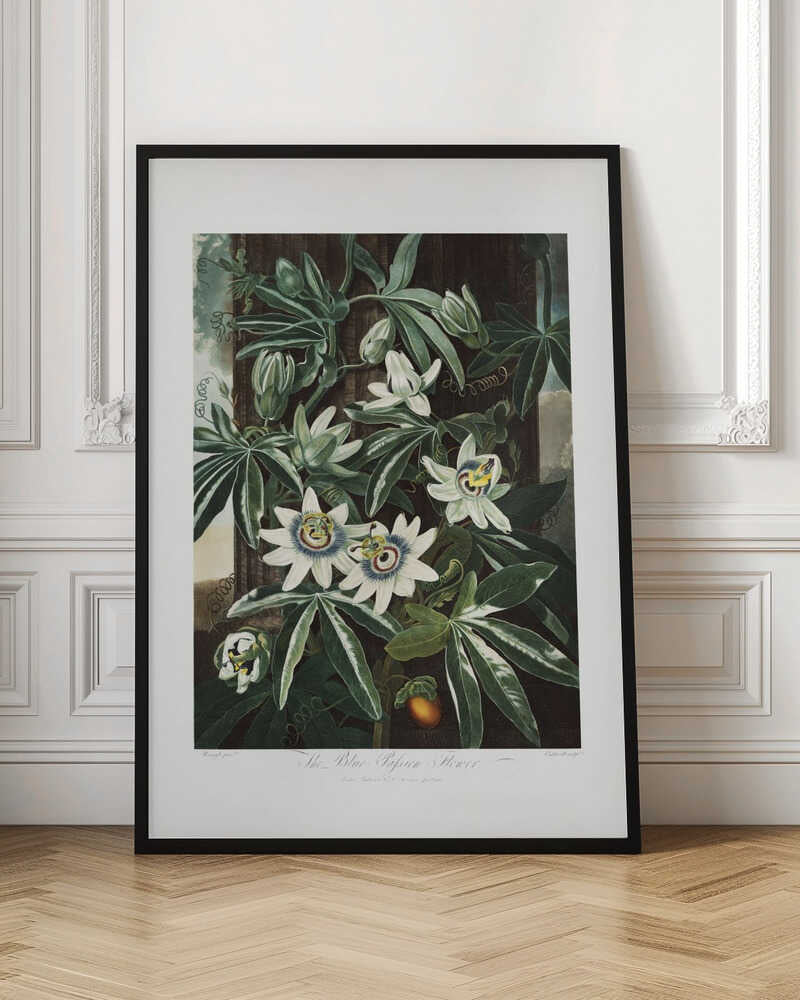 The Passiflora Cerulea from The Temple of Flora (1807)