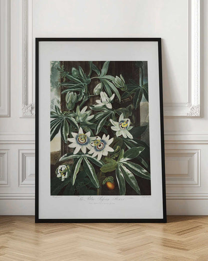 The Passiflora Cerulea from The Temple of Flora (1807)