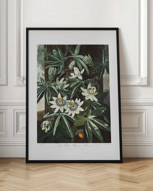 The Passiflora Cerulea from The Temple of Flora (1807)