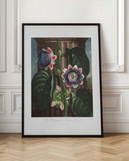 The Quadrangular Passion Flower from The Temple of Flora (1807)