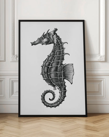 Seahorse