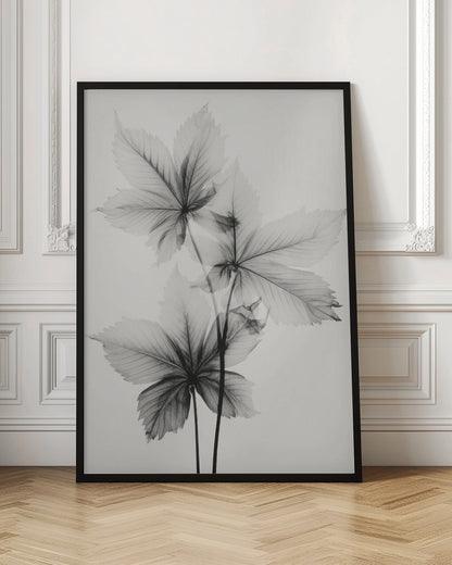 Transparent Botanic No 5 | Black and white floral wall art