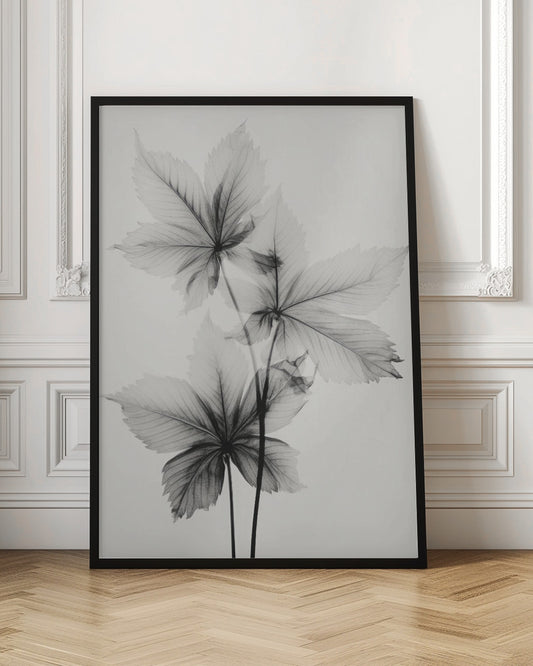 Transparent Botanic No 5 | Black and white floral wall art