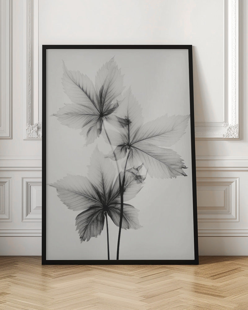 Transparent Botanic No 5 | Black and white floral wall art