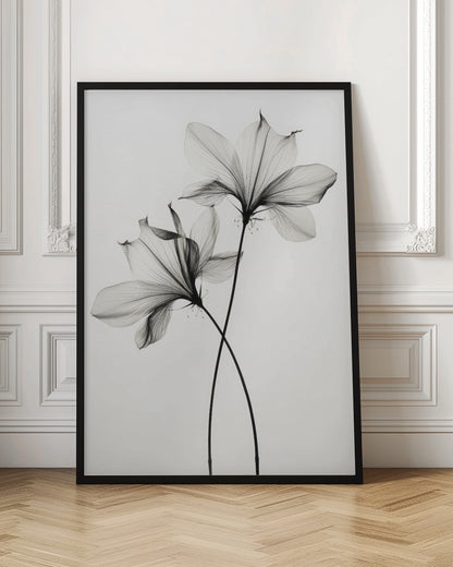 Transparent Botanic No 6 |Black and white floral wall art