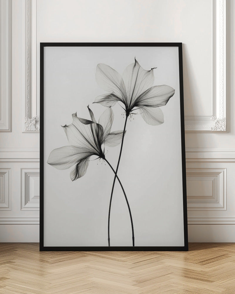 Transparent Botanic No 6 |Black and white floral wall art