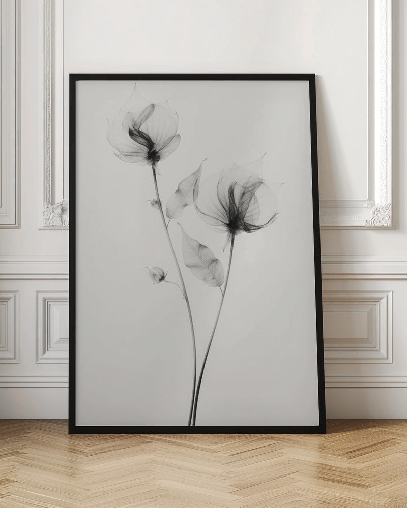 Transparent Botanic No 7 | Black and white floral wall art