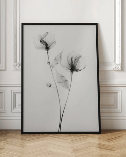 Transparent Botanic No 7 | Black and white floral wall art
