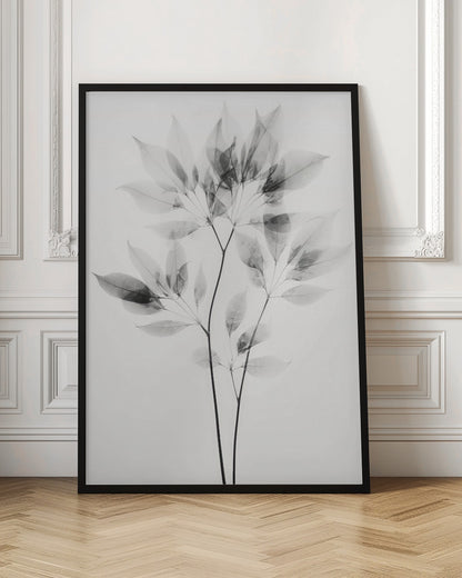 Transparent Botanic No 8 |Black and white floral wall art