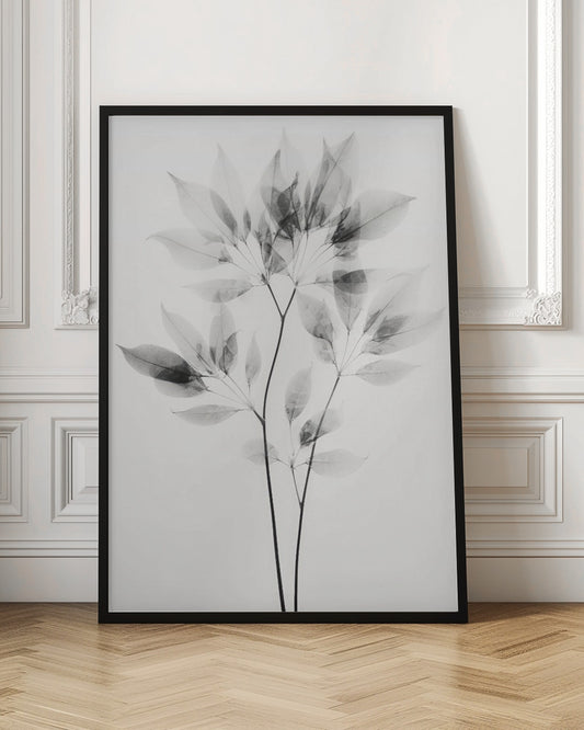 Transparent Botanic No 8 |Black and white floral wall art
