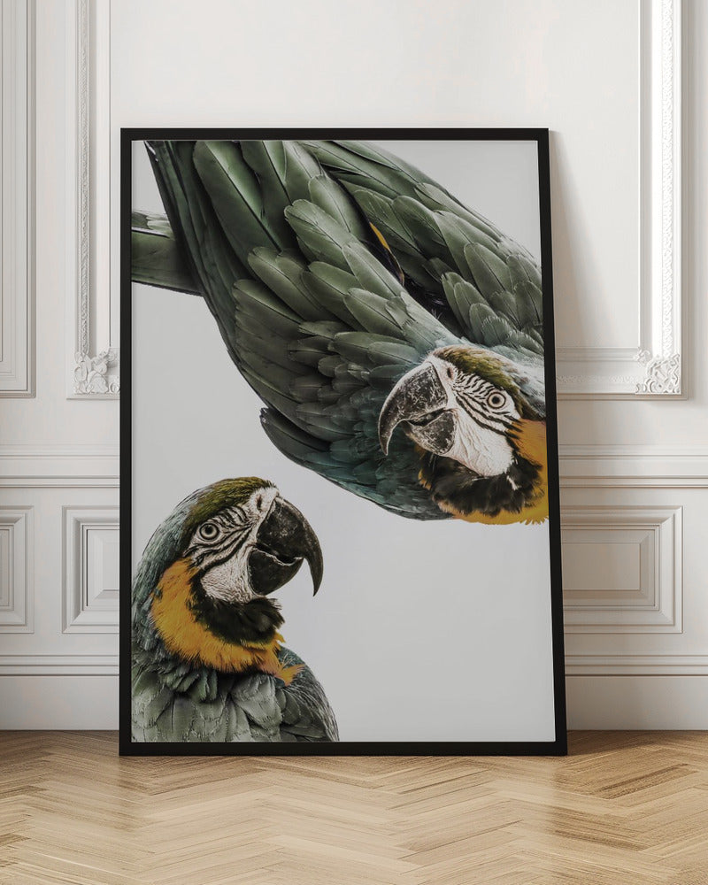 Vibrant Parrot Duo | Bird wall art