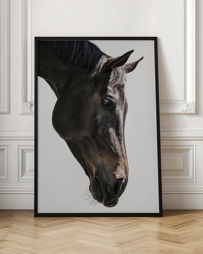 Gentle Equine Gaze | Horse wall art