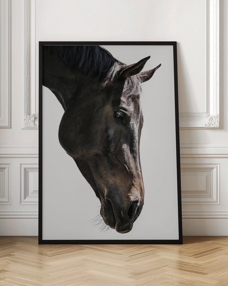 Gentle Equine Gaze | Horse wall art