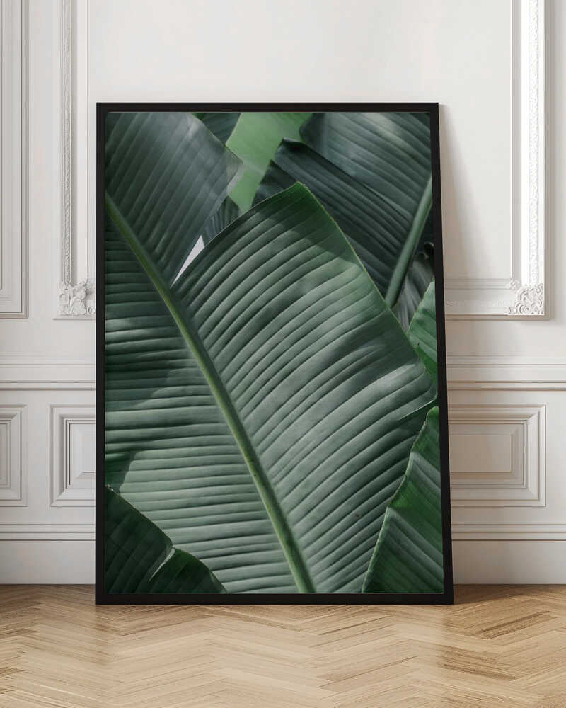Lush Tropical Leaves