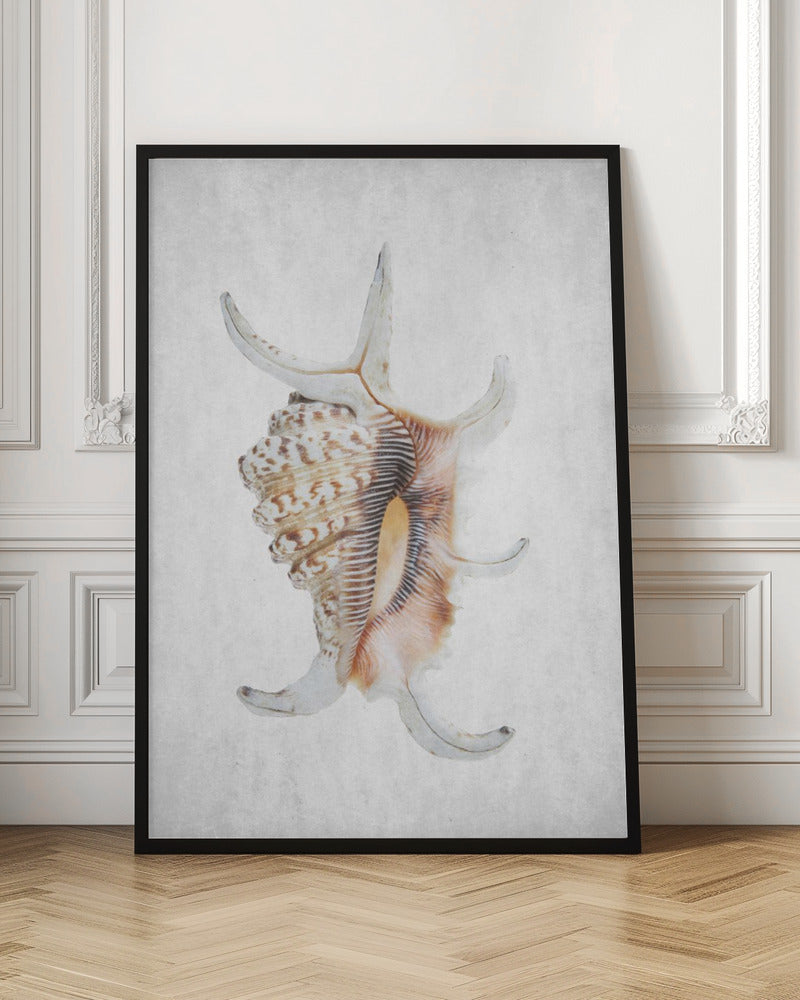 Spiral Seashell