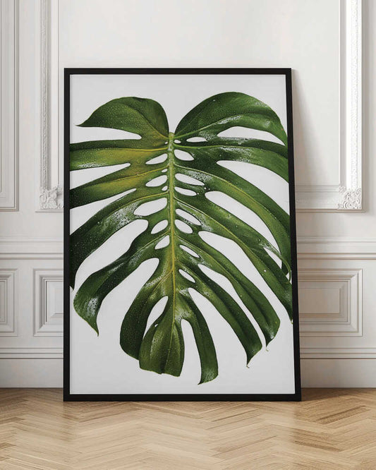 Fresh Tropical Monstera