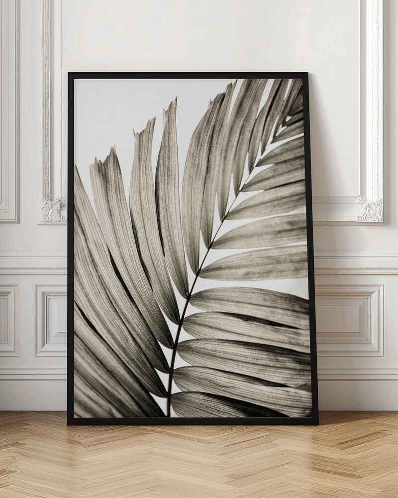 Abstract Palm Frond