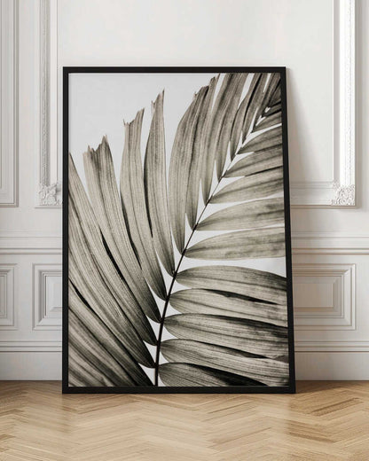 Abstract Palm Frond