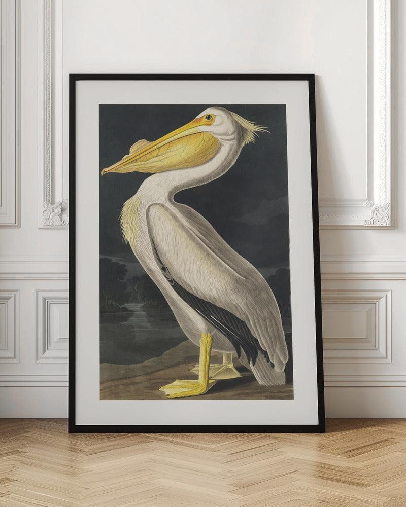 American White Pelican From Birds of America (1827)