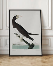 Load image into Gallery viewer, Booby Gannet From Birds of America (1827)
