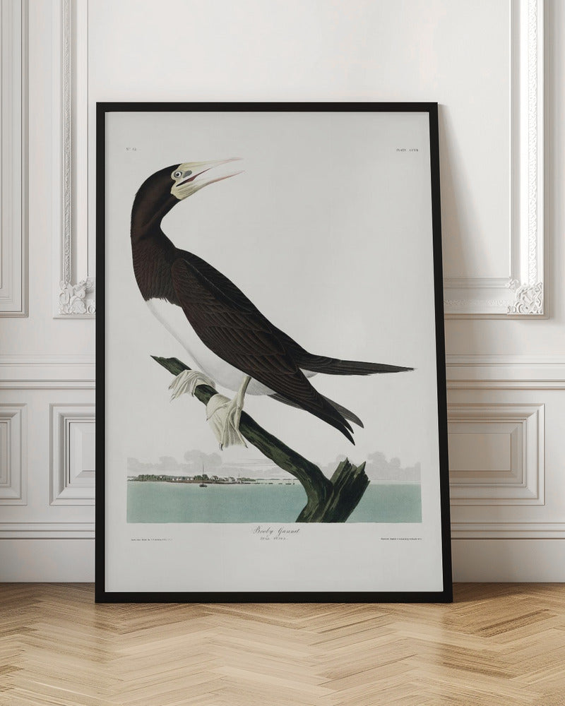 Booby Gannet From Birds of America (1827)