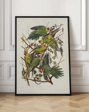 Load image into Gallery viewer, Carolina Parrot From Birds of America (1827)
