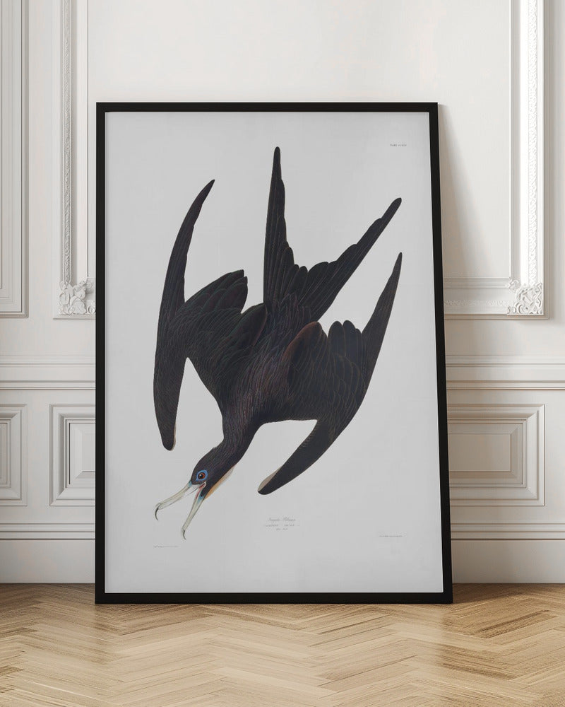 Frigate Pelican From Birds of America (1827)