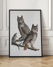 Load image into Gallery viewer, Great Horned Owl From Birds of America (1827)
