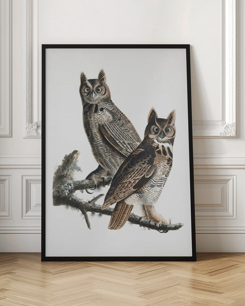 Great Horned Owl From Birds of America (1827)