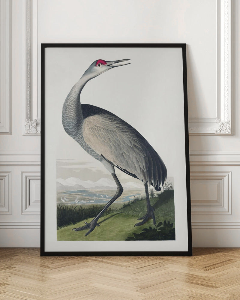 Hooping Crane From Birds of America (1827)