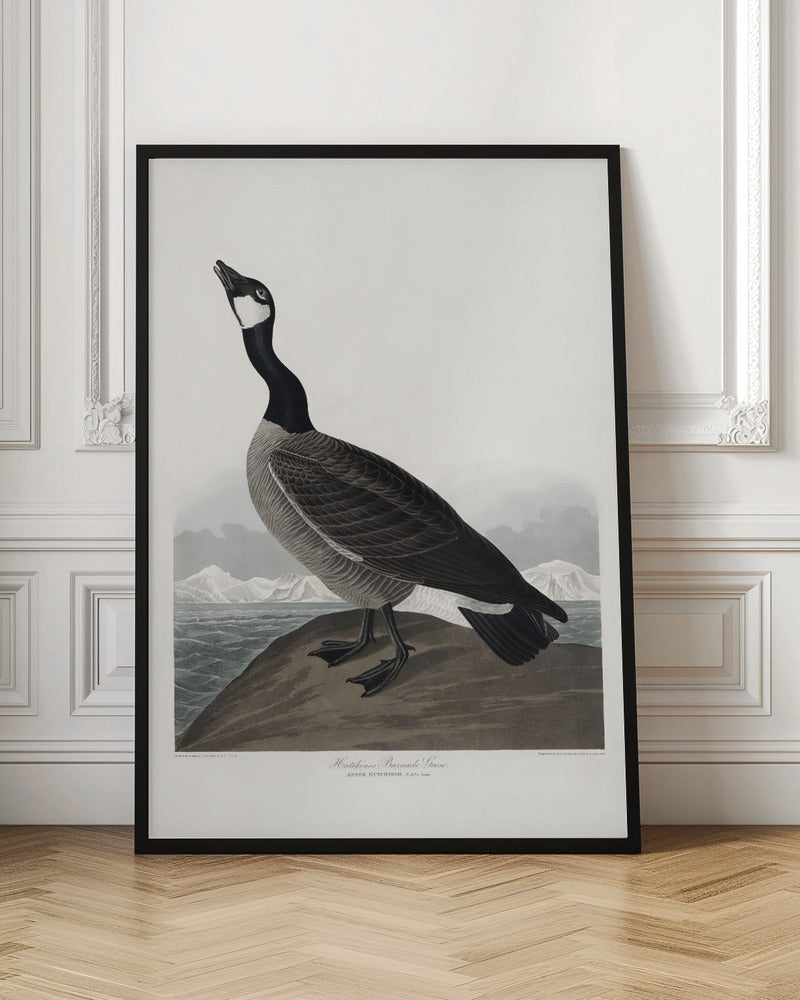 Hutchins's Barnacle Goose From Birds of America (1827)