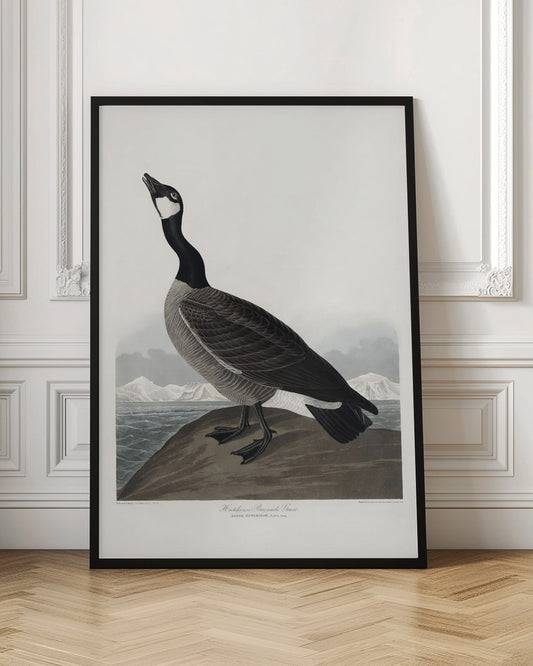 Hutchins's Barnacle Goose From Birds of America (1827)