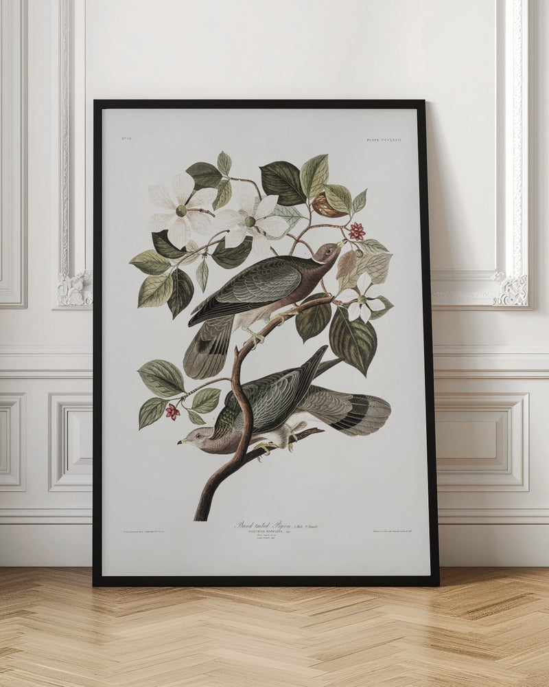 Brand Tailed Pigeon From Birds Of America (1827)