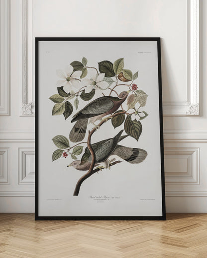 Brand Tailed Pigeon From Birds Of America (1827)
