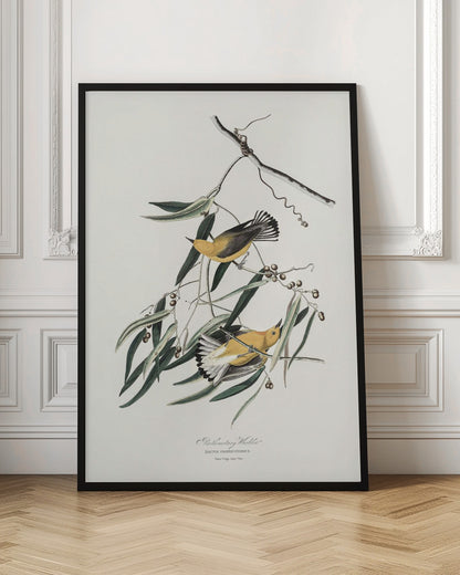 Prothonotary Warbler From Birds of America (1827)