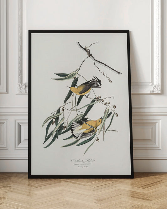 Prothonotary Warbler From Birds of America (1827)