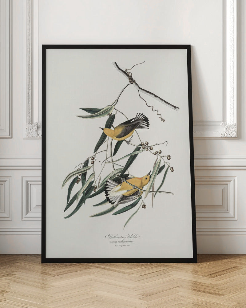 Prothonotary Warbler From Birds of America (1827)