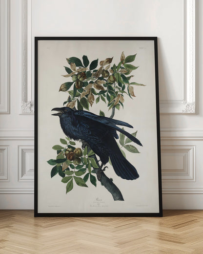 Raven From Birds of America (1827)