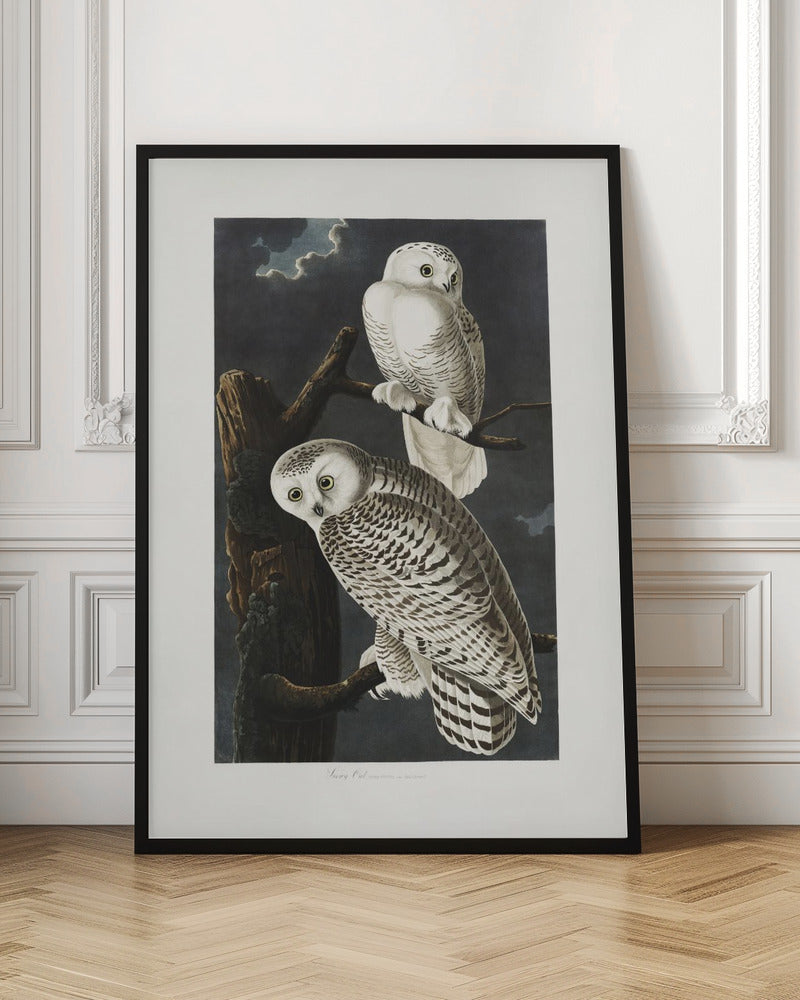 Snowy Owl From Birds of America (1827)