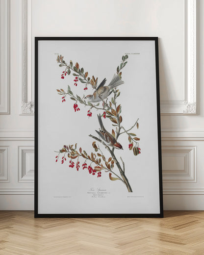 Tree Sparrow From Birds of America (1827) | Bird wall art