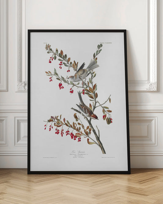 Tree Sparrow From Birds of America (1827) | Bird wall art