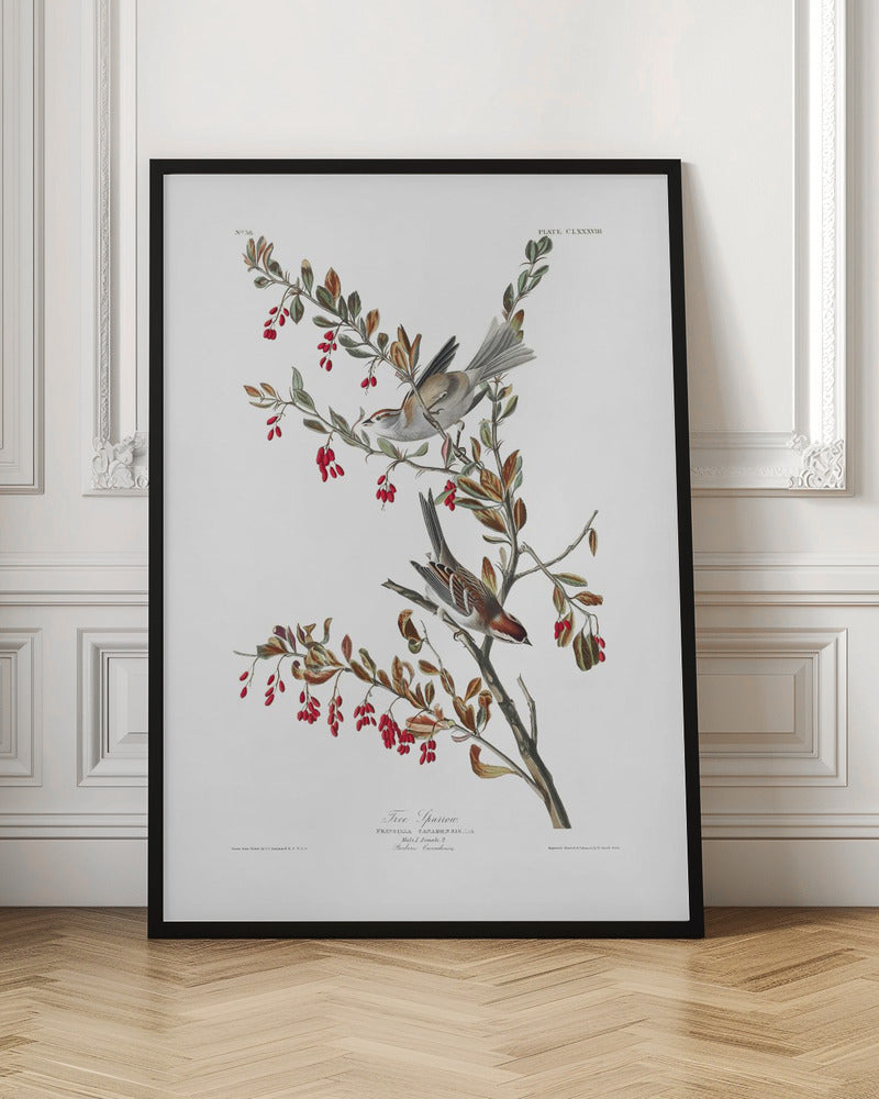 Tree Sparrow From Birds of America (1827) | Bird wall art