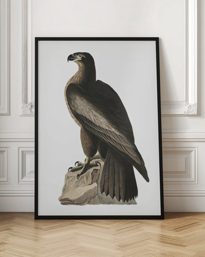 Great American Sea Eagle From Birds of America (1827)