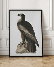 Load image into Gallery viewer, Great American Sea Eagle From Birds of America (1827)
