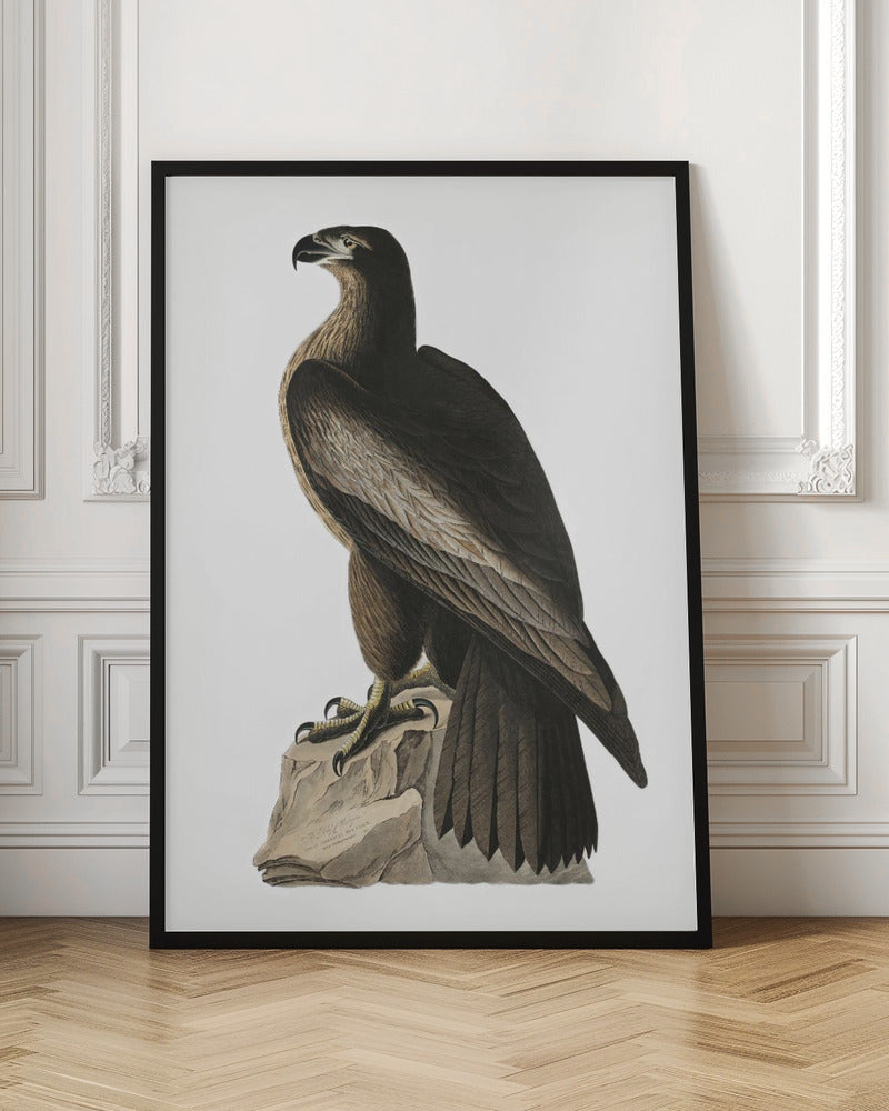 Great American Sea Eagle From Birds of America (1827)