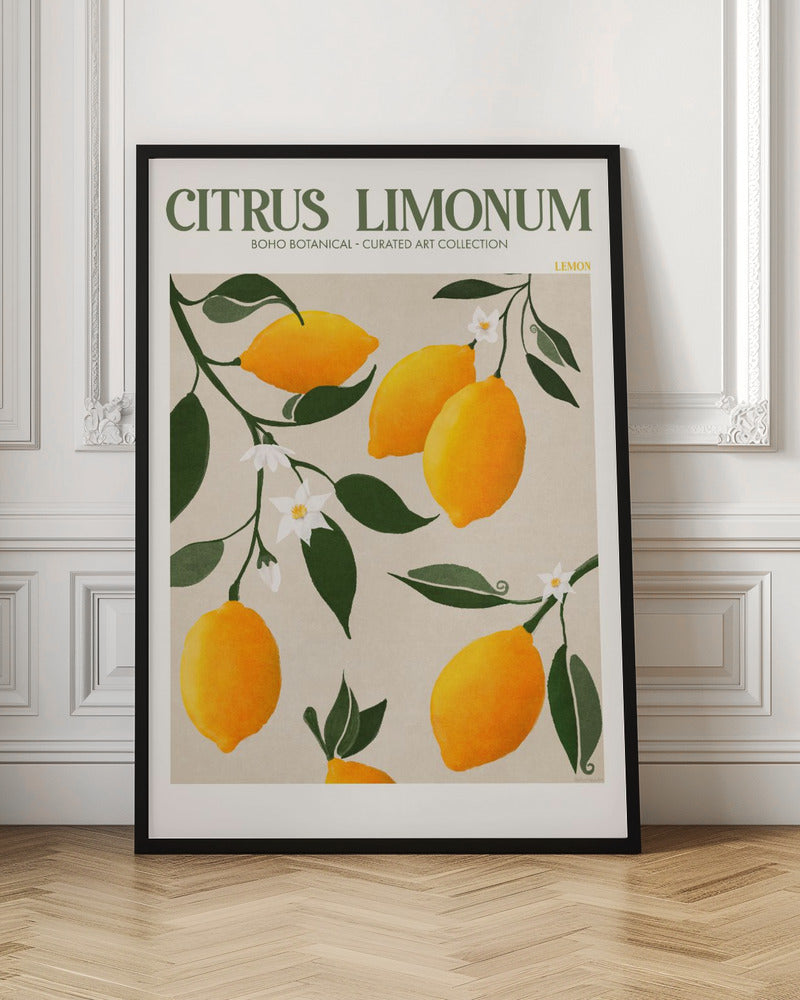 Citrus Limonum - Lemon