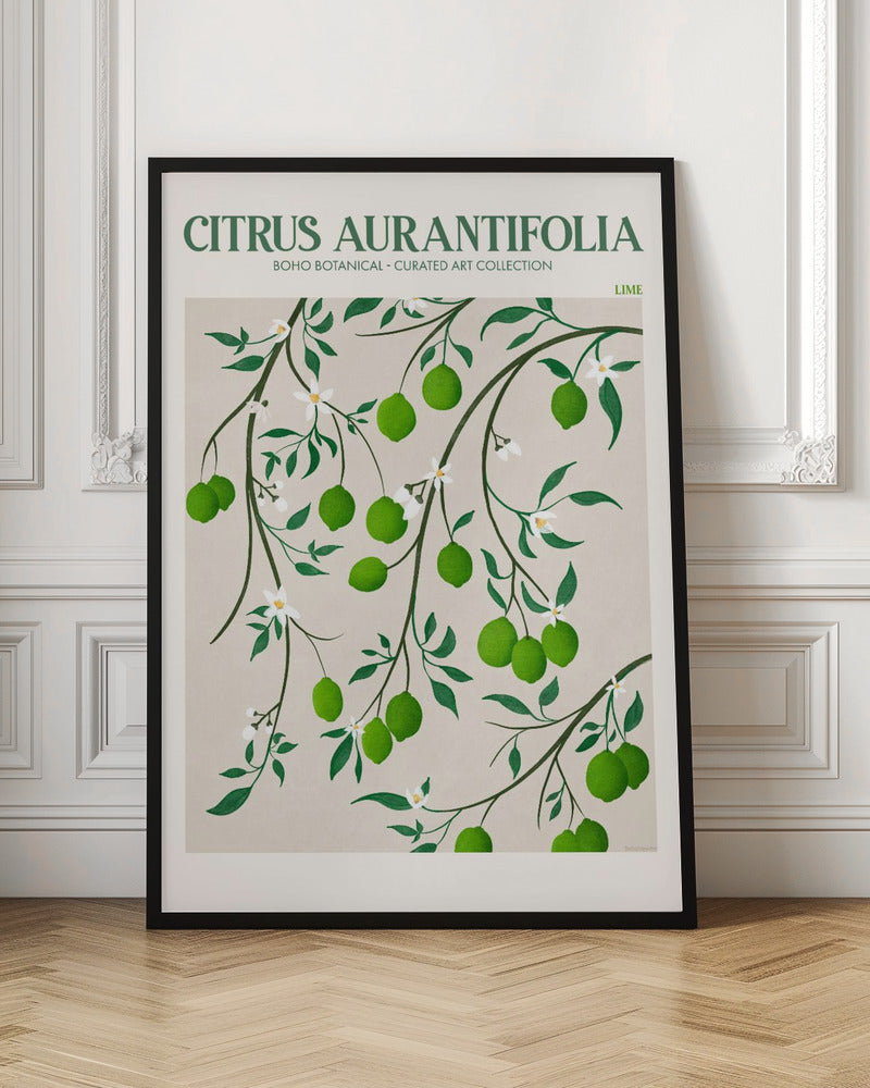 Citrus Aurantifolia - Lime