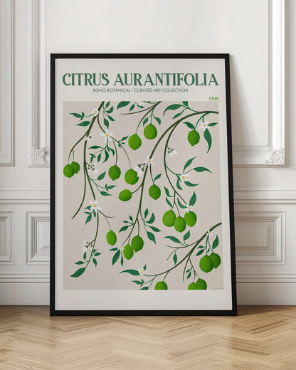 Citrus Aurantifolia - Lime